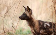 Wild dog  202x84